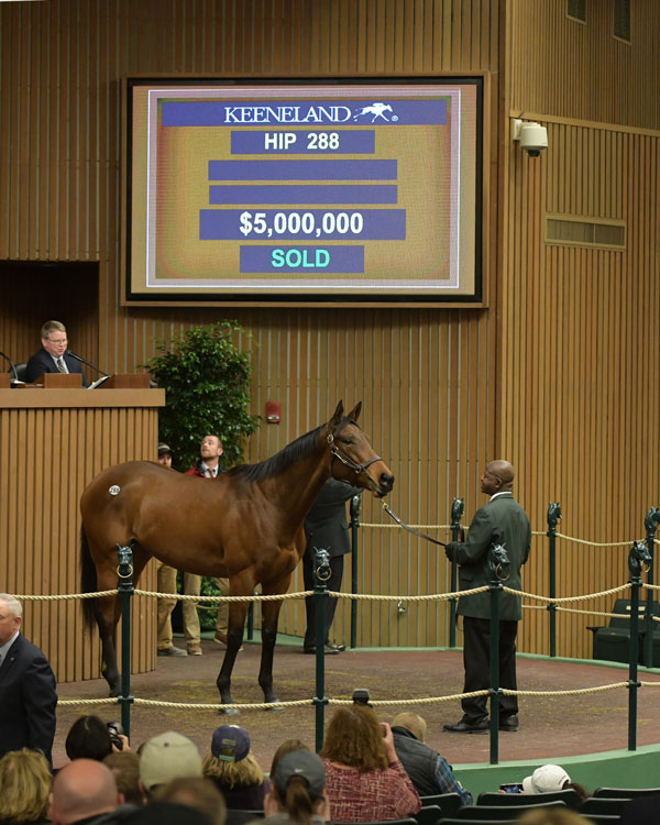 Abel Tasman Keeneland January