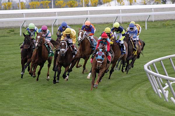 Horses racing