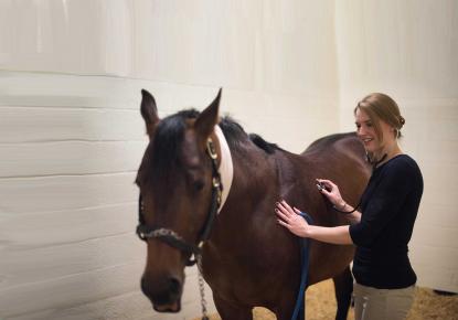 Vet tending to horse